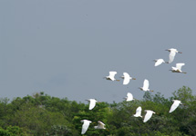 Flight of great egrets